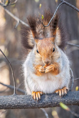 The squirrel with nut sits on a branches in the spring or summer.