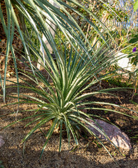 Prickly Aloe Vera plant