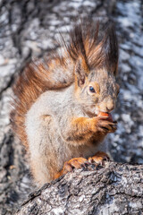 The squirrel with nut sits on a branches in the spring or summer.