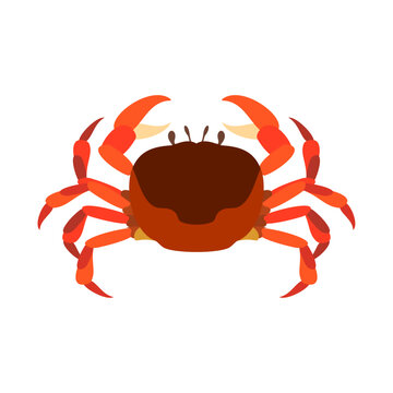 サワガニ。フラットなベクターイラスト。
Japanese freshwater crab. Flat designed vector illustration.