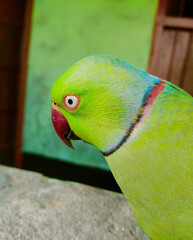 green winged parrot