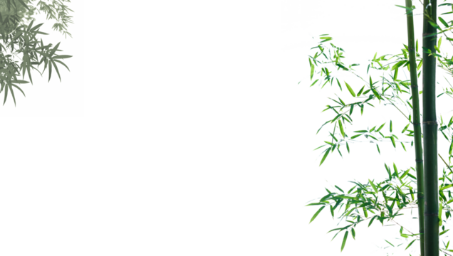 Bamboo