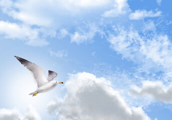 Seagull image illustration hand drawing