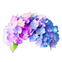 紫陽花/アジサイ/あじさい/雨/梅雨/6月/花/植物/イラスト素材