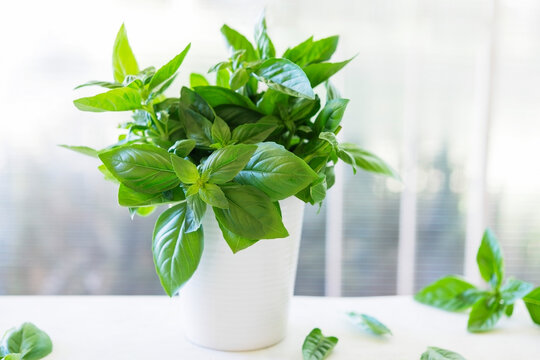 Stems of fresh basil leaves in a pot on a window sill.
