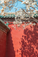 Obraz premium Magnolias blooming in front of the red wall at Temple of Heaven Park in Beijing in spring