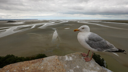 chilled seagull scans the horizon from the top of the Mont Saint Michel abbey in France during low...