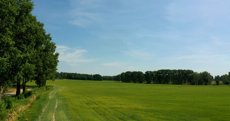 View of a green agricultural field. Beautiful summer landscape.