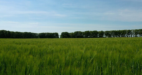 Fototapeta na wymiar View of a green agricultural field. Beautiful summer landscape.