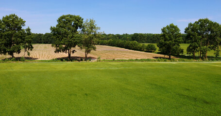 View of a green agricultural field. Beautiful summer landscape.