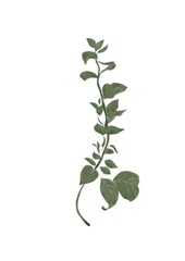 くねった一枝の観葉植物