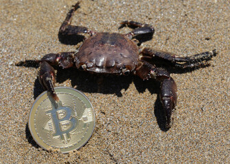 crab holding a coin with letter B symbolizing the danger of cryptocurrency investment