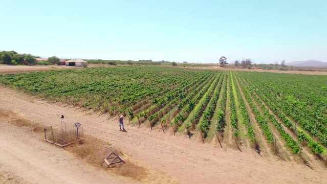 Winegrower Walking At The Vineyards To Collect Wine Sampler In Limari Valley, Chile. aerial orbit