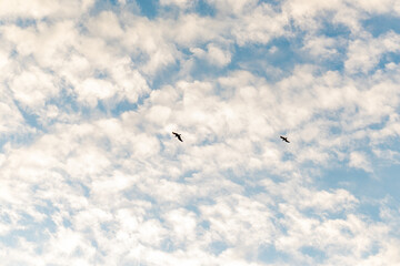 silueta de gaviotas en vuelo