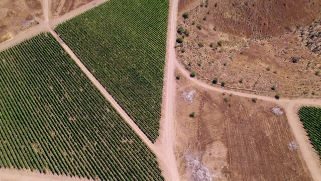 Lush Green Vineyards On Alluvial Terraces Near The Andes Mountains In Limari Valley, Chile. aerial rotating