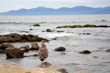 Gaviota joven en la orilla del mar