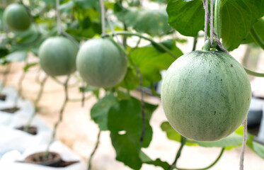 young sprouts of Japanese melons or green melons or cantaloupe melons plants growing in a greenhouse organic melon farm.
