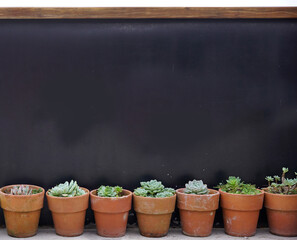 Little clay pots with succulent plants in matte black background