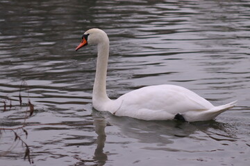 Swan in its natural habitat