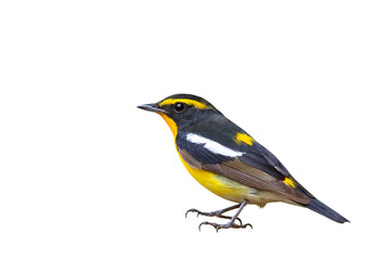 Beautiful narcissus flycatcher bird isolated on transparent background png file