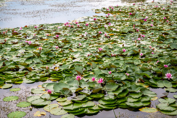 View of Fuxian lake under cloudy sky with the lotus flowers in Kunming, China