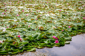 Lotus flowers at the Fuxian lake in yunnan province in summer