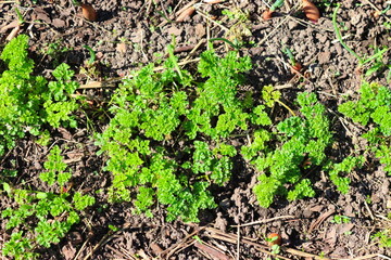 Parsley grows in the garden