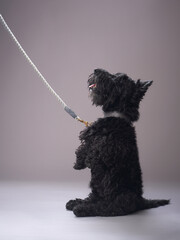 dog on a gray background. Scottish Terrier in a photo studio. Pet indoor 