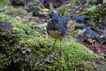 Closeup of a New Zealand South Island robin Kakaruai bird standing on a moss under a tree in a native forest