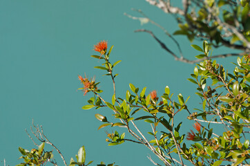 Closeup of the green foliage and red flowers of a Rātā tree in bloom