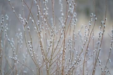 Pussy willow (Salix) with catkins in early spring close-up. Selective focus. Wallpaper. Background.