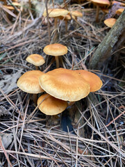 A cluster of brown toadstools growing in a pine forest