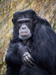 Chimpanzee (Pan troglodytes)