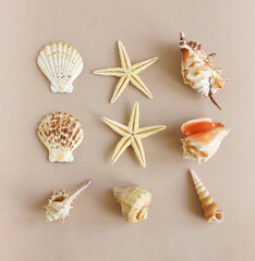 Obraz premium Seashells set on beige background top view. poster. Neutral colors .