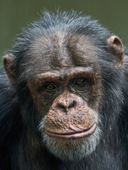 Chimpanzee (Pan troglodytes) portrait