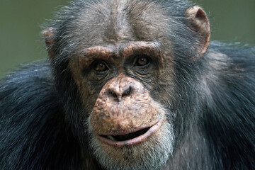 Chimpanzee (Pan troglodytes) portrait