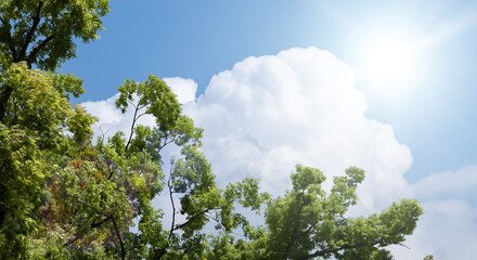 Obraz premium 春・初夏・夏の晴天太陽の日差しに照らされた新緑の木々の葉とさわやかな青空、入道雲の背景 アウトドア・キャンプ・ゴールデンウィーク・夏休み・祝日のイメージ