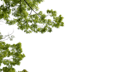 春・初夏・夏の晴天太陽の日差しに照らされた新緑の木々の葉の背景　アウトドア・キャンプ・ゴールデンウィーク・夏休み・祝日のイメージ