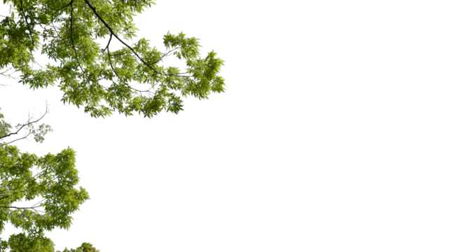 春・初夏・夏の晴天太陽の日差しに照らされた新緑の木々の葉の背景　アウトドア・キャンプ・ゴールデンウィーク・夏休み・祝日のイメージ