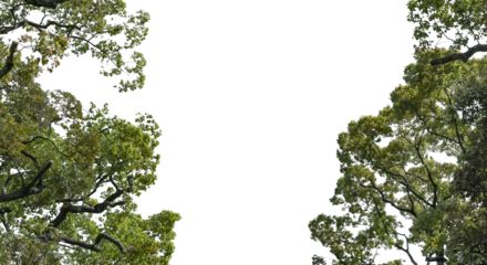 春・初夏・夏の晴天太陽の日差しに照らされた新緑の木々の葉の背景　アウトドア・キャンプ・ゴールデンウィーク・夏休み・祝日のイメージ