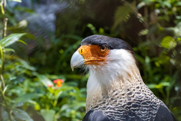 Caracara close up in nature.. 