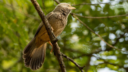 Animals and their portraits