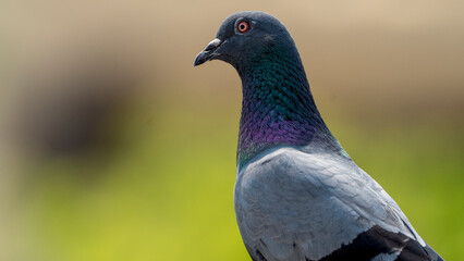 Animals and their portraits