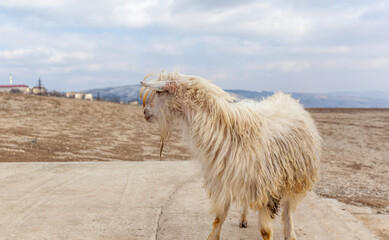 Goats are resting in the rocks on the mountainside. White goats walk and graze on a steep...