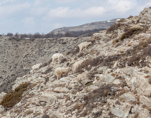 Goats are resting in the rocks on the mountainside. White goats walk and graze on a steep...