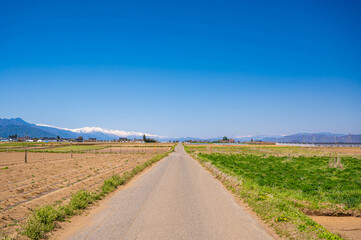 長いも畑と真っすぐな道　　松本市