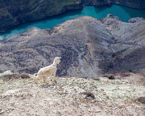 Goats are resting in the rocks on the mountainside. White goats walk and graze on a steep...