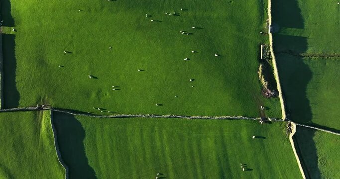 Top down shot of sheep on the green pastures