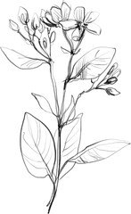 Lineart flower, floral botanical illustration, sketch