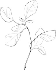 Eucalyptus branch sketch, botanical illustration, black minimalistic branch lineart